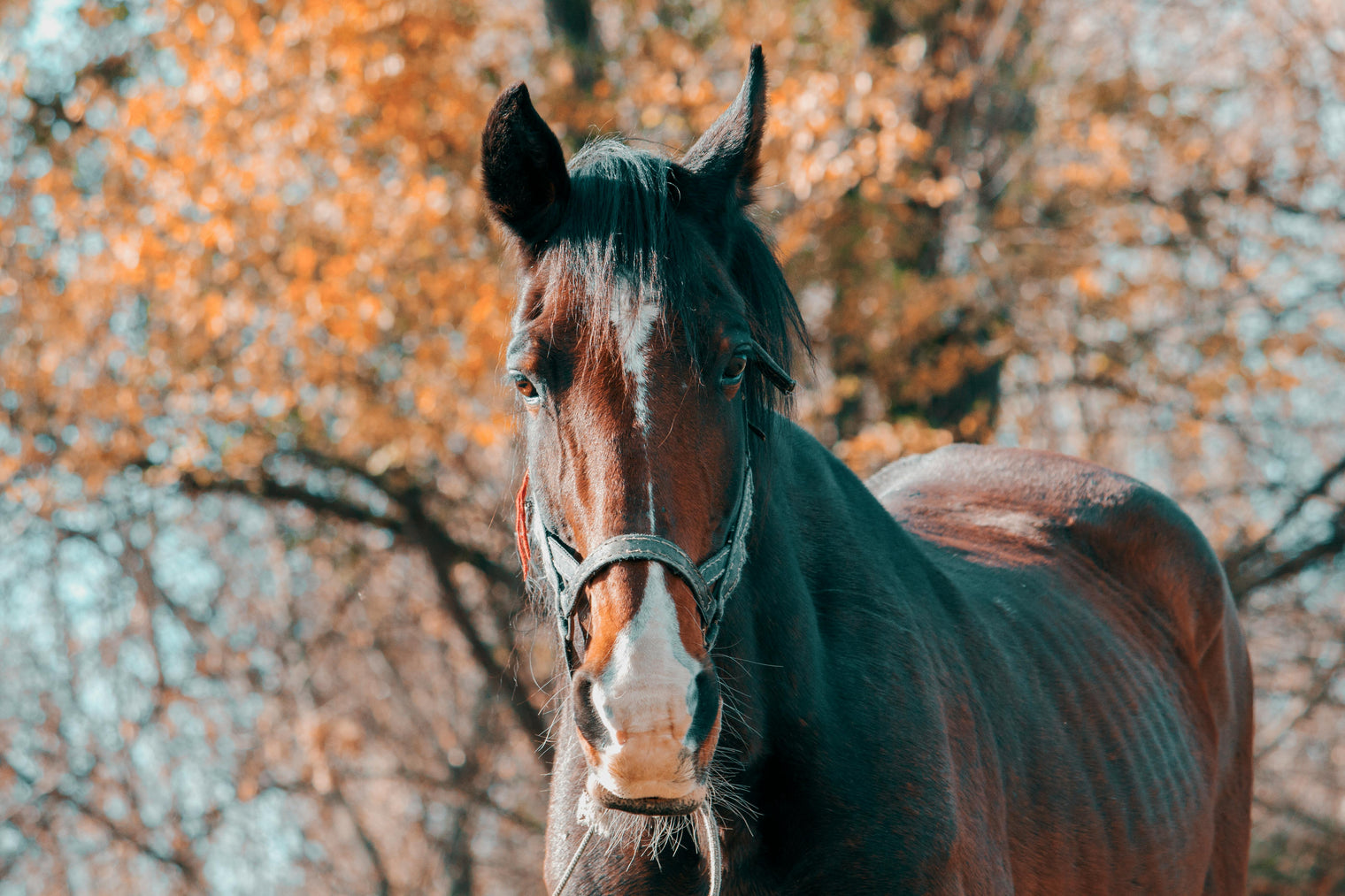 From Parched Pastures to Balanced Diets: How to Help Your Horse After Poor Grazing Conditions
