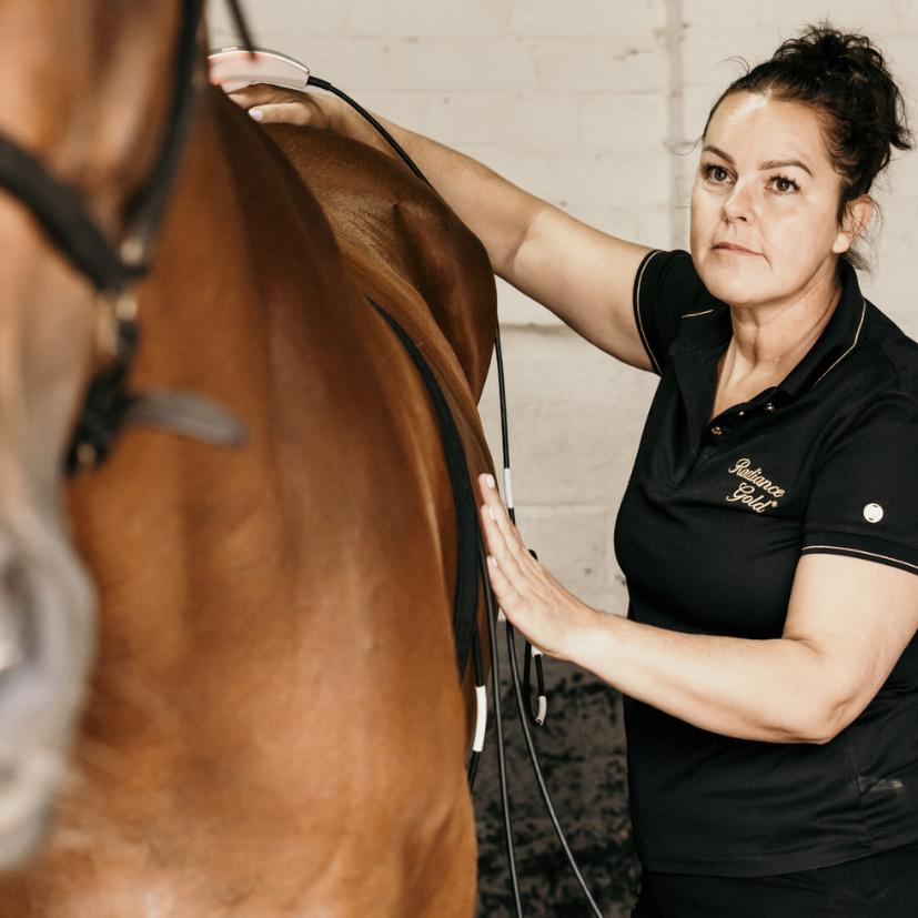 Why do horses get sick?