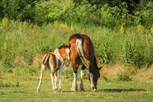 Strong Starts: Supporting Mares and Foals Through Lactation
