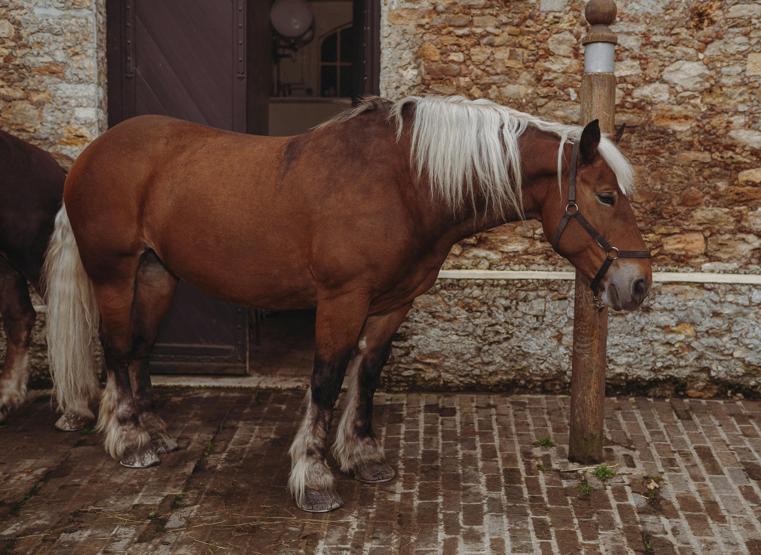 Glossy Coats & Happy Skin: Managing Mallanders/Sallanders the Smart Way