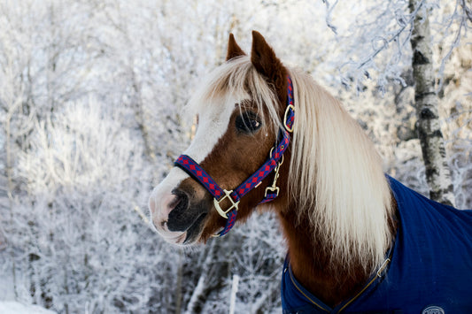 Winter Gut Check: Colic, Stress, and Stabling Changes That Can Knock Digestion Off Track