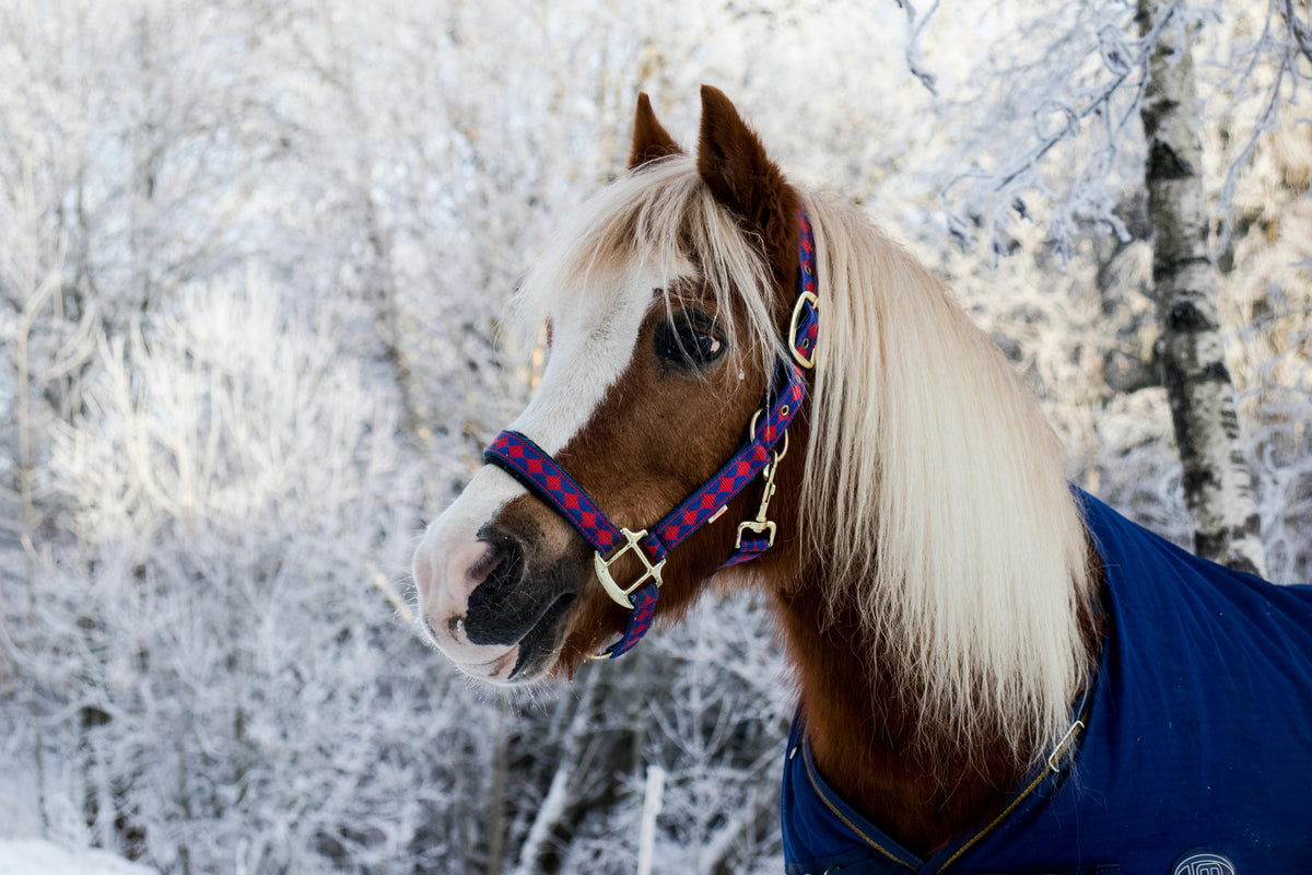 Winter Gut Check: Colic, Stress, and Stabling Changes That Can Knock Digestion Off Track
