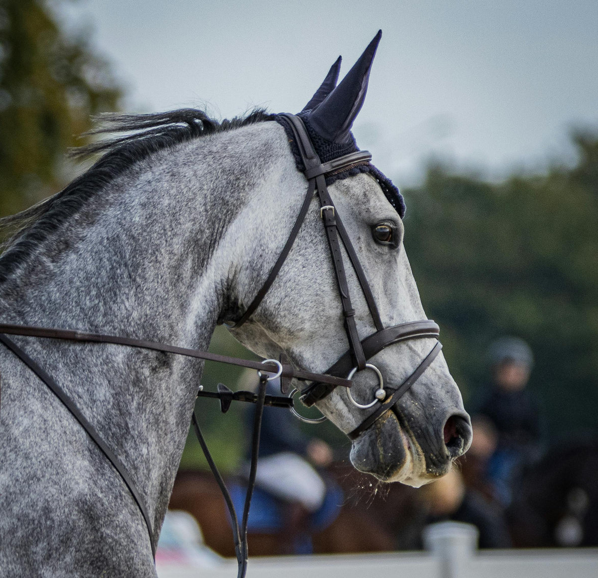 Hormonal Mares in Late Winter: Behaviour, Stress, and Feeding Support Before Spring