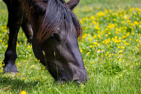 Selling Your Horse Short? Why Spring Condition Isn’t Always What It Seems