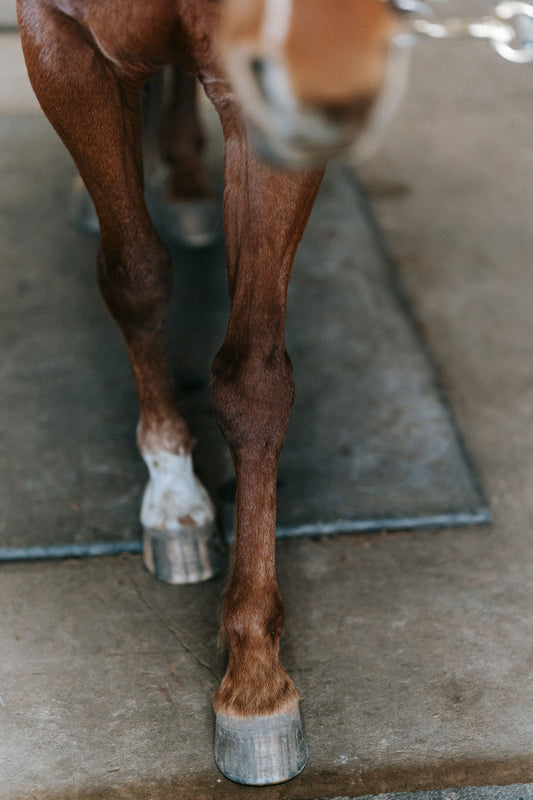 Dry, Cracked, Then Soaked: What This Year's Weather Could Mean for Your Horse's Hooves