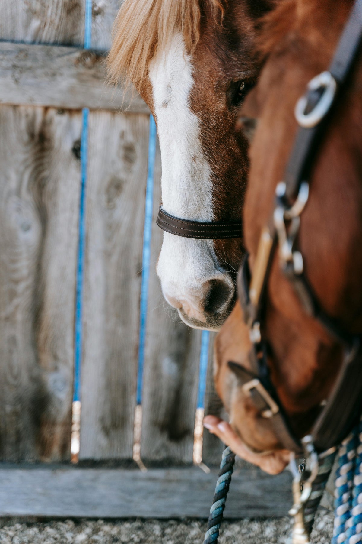 Radiance Gold’s Year-End Health Check: The 7-Point Wellness Review Every Horse Needs