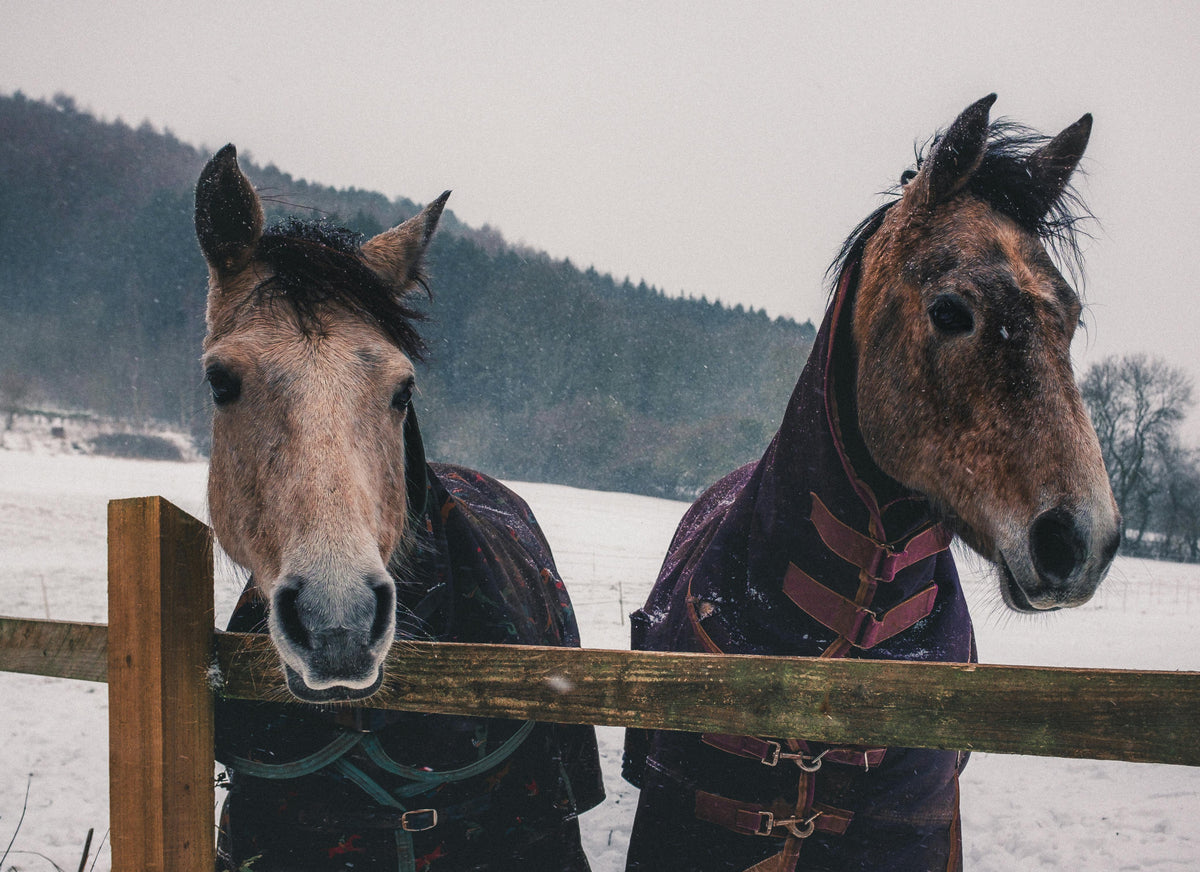 Feed Changes Without the Drama: Switching Safely to Winter Rations