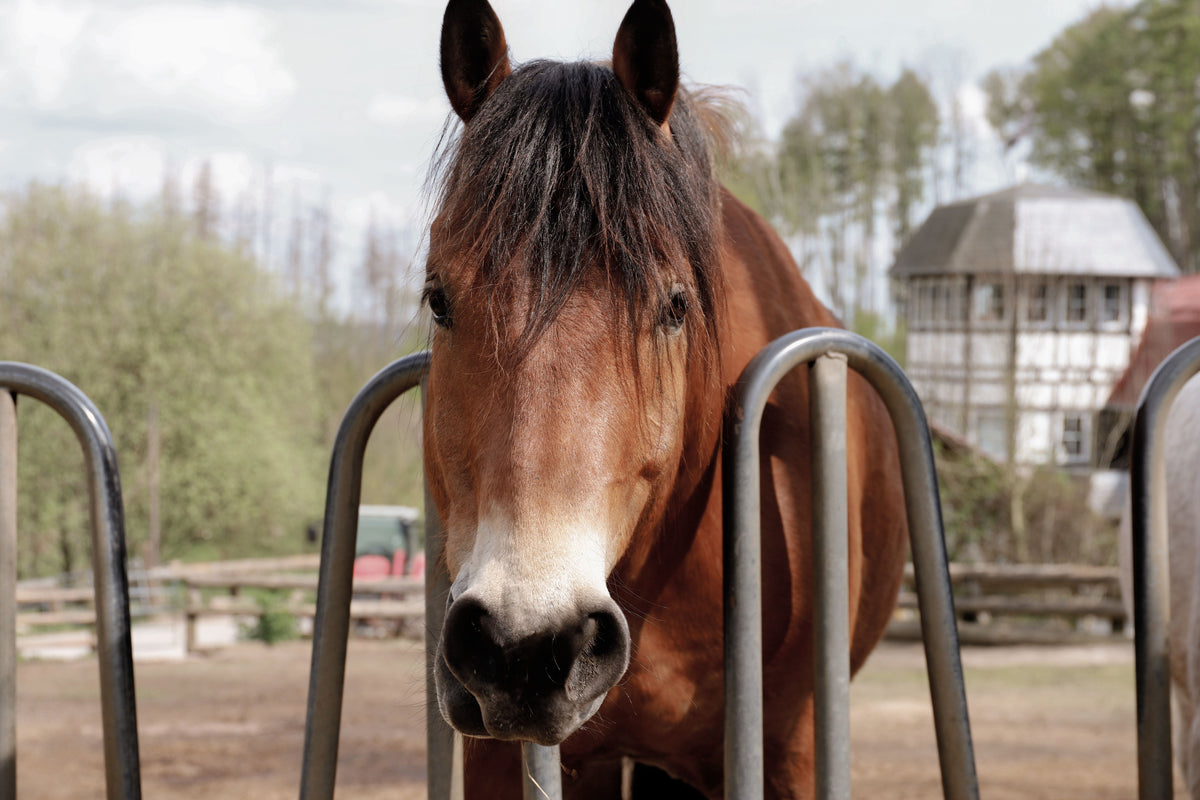 Copper for Horses: Why This Essential Trace Mineral Matters More Than You Think