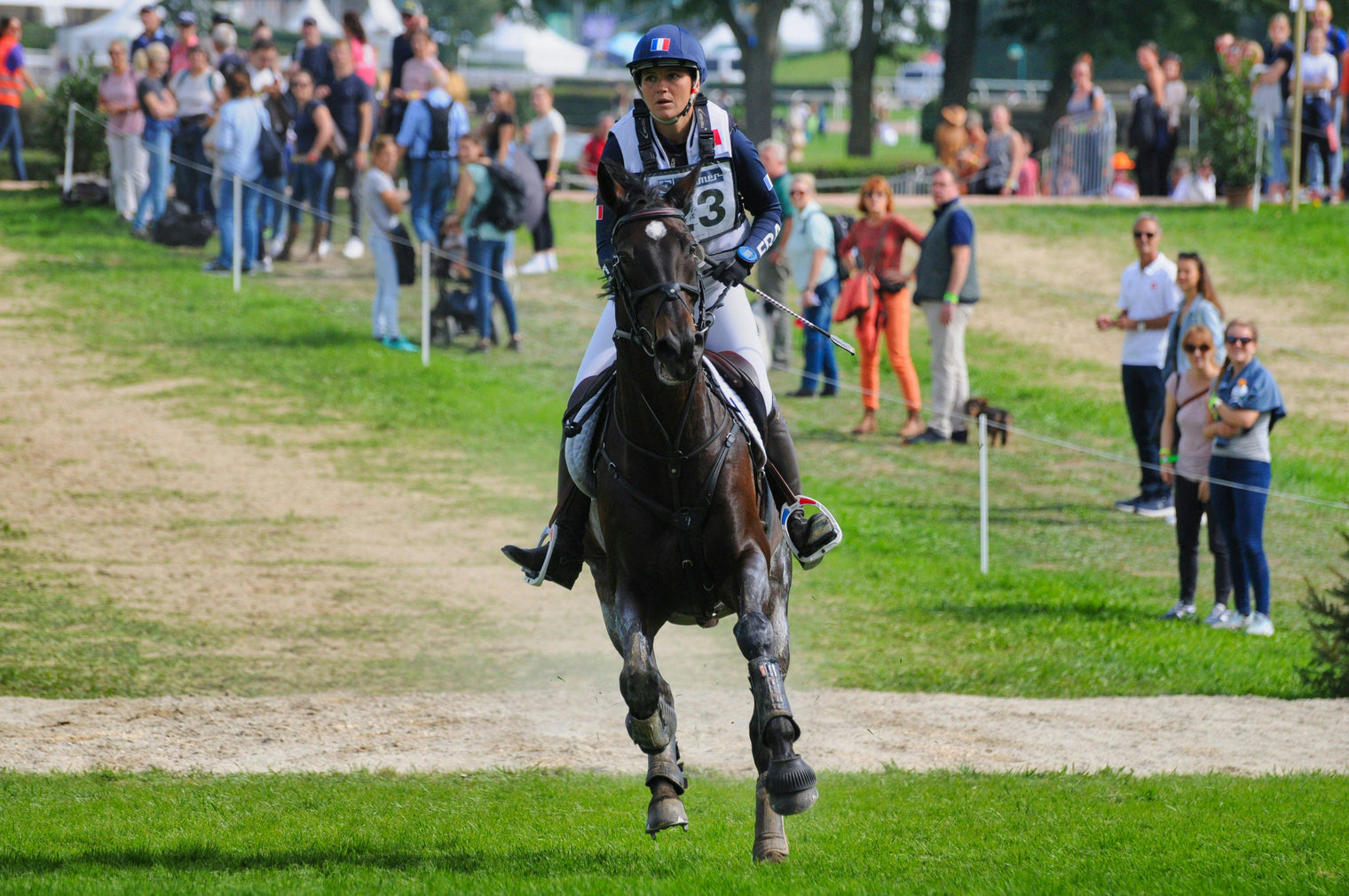 Competition Season Gut Protection: Ulcers, Travel Stress, and Feeding Strategies That Help