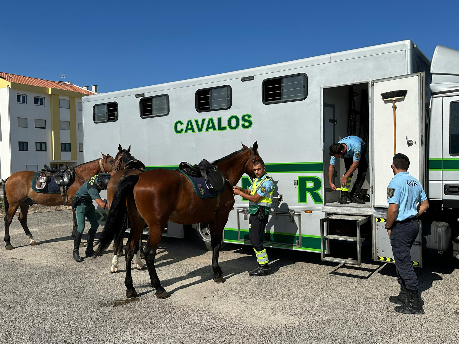 Travel Stress in Horses: What Actually Happens to the Gut