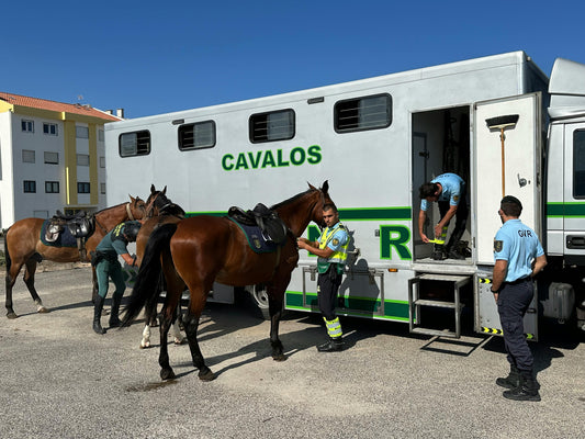 Travel Stress in Horses: What Actually Happens to the Gut
