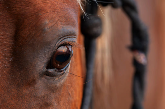 Sarcoids in Horses: What They Look Like, Treatment Options & Long-Term Management