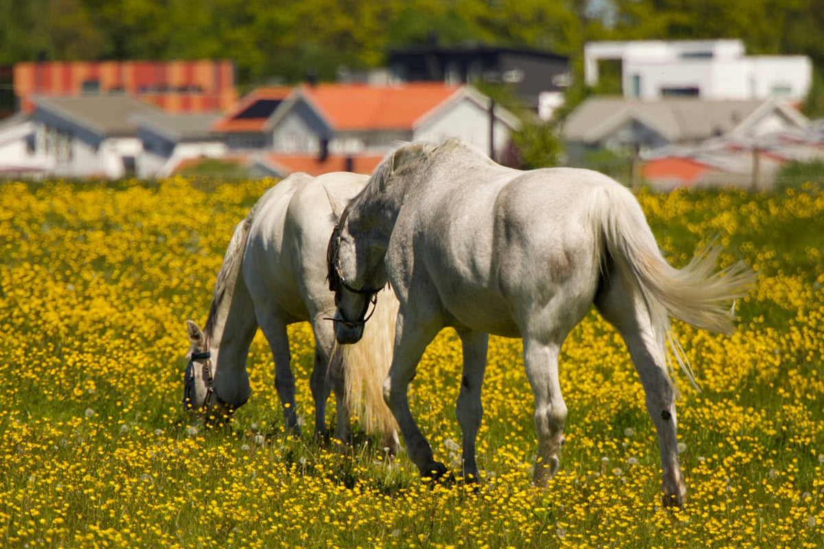 Spring Routine Mistakes: The 5 Changes That Disrupt Your Horse’s Gut