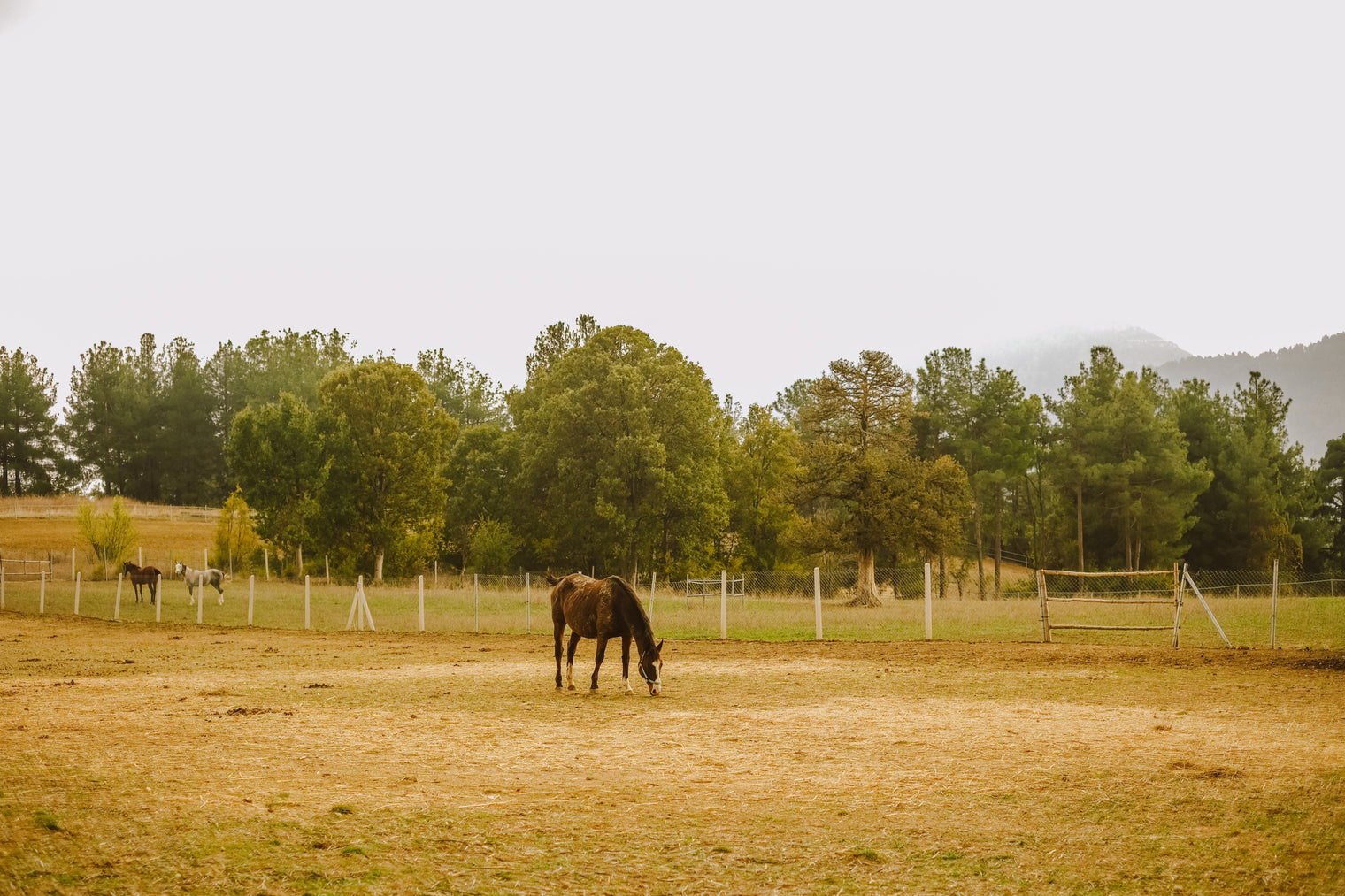 How to Feed Your Horse When There's No Grass: A Guide to Drought Grazing