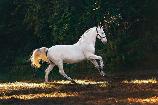Spring Grass, Weight Gain and Laminitis Risk: A Calm Plan for Spring Turnout