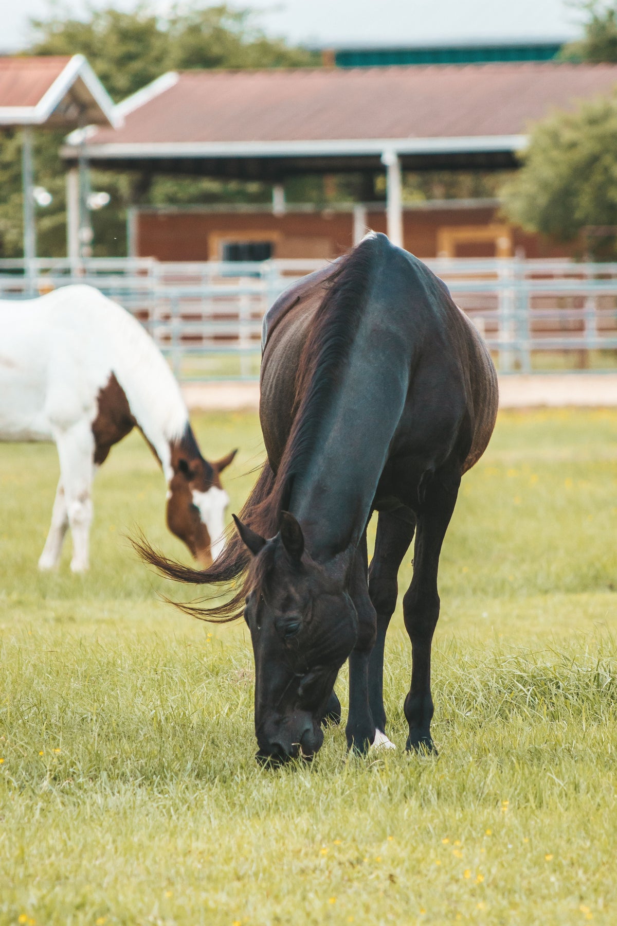 Rain After Drought: How Changing Grass Can Affect Your Horse