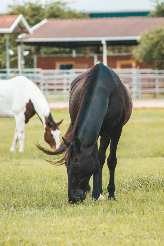 Rain After Drought: How Changing Grass Can Affect Your Horse