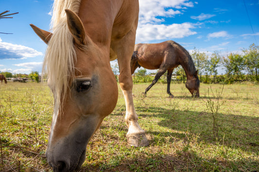 Summer Turnout Isn't Risk-Free: Gut, Grass & Hidden Challenges