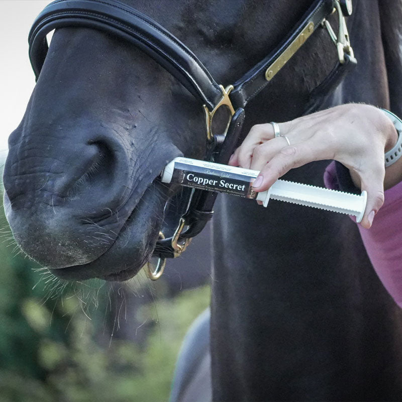 Performance supplement for horses - syringe called copper secret