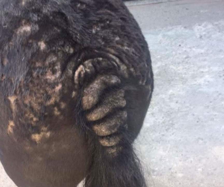 skin conditions in horses