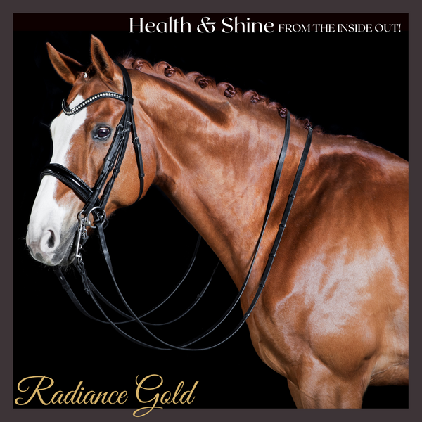 No.2 - Radiance Gold Mare